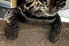 Leopardus Pardalis (ocelot wielki)