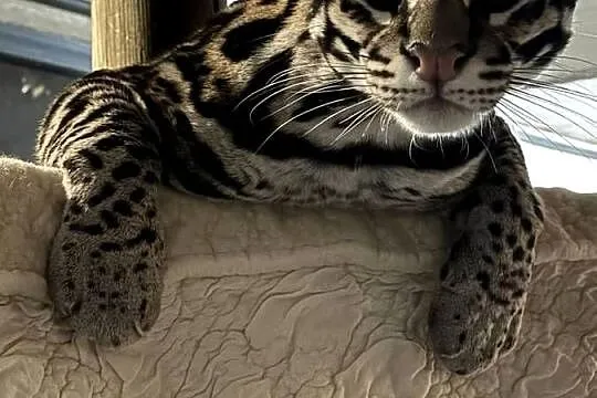 Leopardus Pardalis (ocelot wielki), Śląskie, Bielsko-Biała