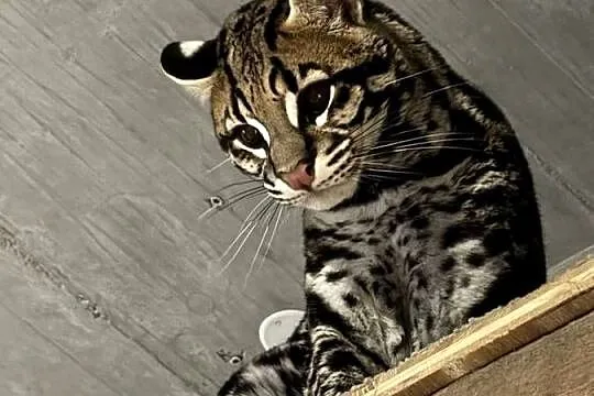 Leopardus Pardalis (ocelot wielki), Śląskie, Bielsko-Biała