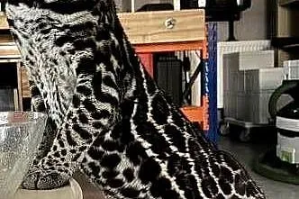 Leopardus Pardalis (ocelot wielki), Śląskie, Bielsko-Biała