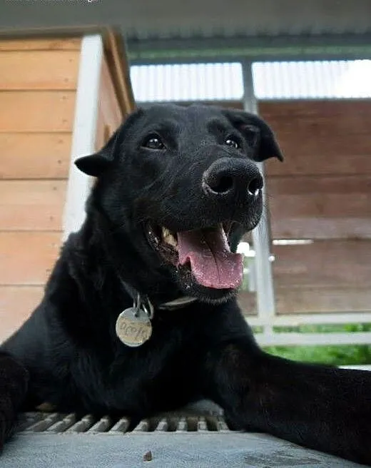 Mieszaniec labradora szuka domu !!!, zachodniopom