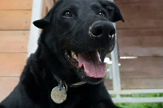 Mieszaniec labradora szuka domu !!!,  zachodniopom