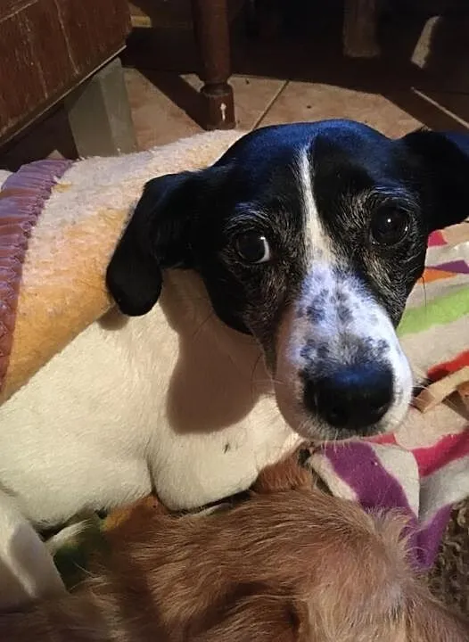 Daisy - przemiła suczka czeka na dom, Łódzkie, Łódź