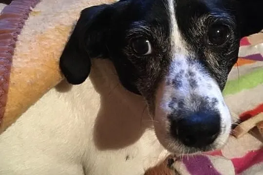 Daisy - przemiła suczka czeka na dom, Łódzkie, Łódź