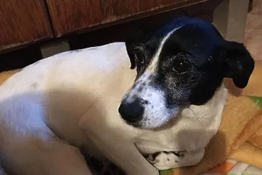 Daisy - przemiła suczka czeka na dom, Łódzkie, Łódź