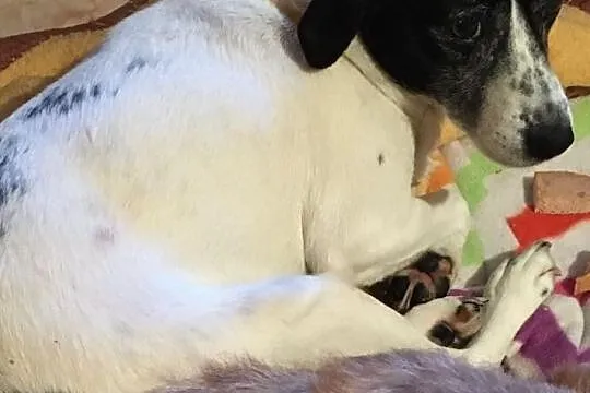 Daisy - przemiła suczka czeka na dom, Łódzkie, Łódź