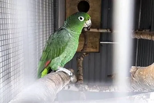 Amazonka Skromna (Mączna)
