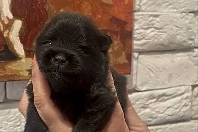Szpic miniaturowy pomeranian boy