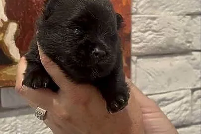 Szpic miniaturowy pomeranian boy, Śląskie, Poniszowice