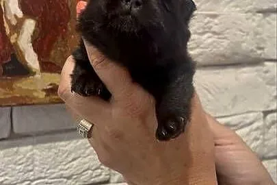 Szpic miniaturowy pomeranian boy, Śląskie, Poniszowice
