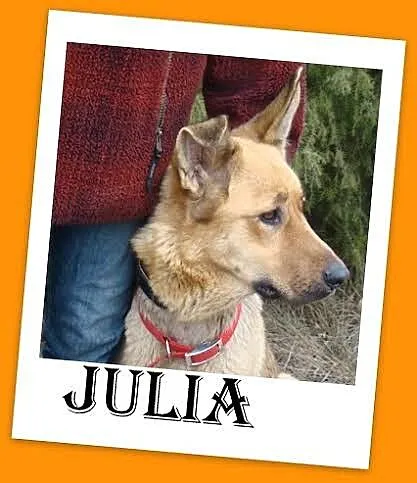 JULIA sunia w typie owczarka,zrównoważona, grzeczn