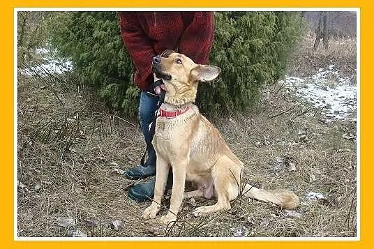 JULIA sunia w typie owczarka,zrównoważona, grzeczn