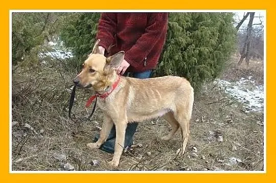 JULIA sunia w typie owczarka,zrównoważona, grzeczn