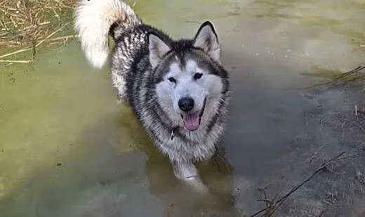 Angelo - piękny pies w typie alaskan malamute szuk