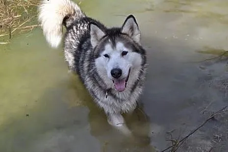 Angelo - piękny pies w typie alaskan malamute szuk