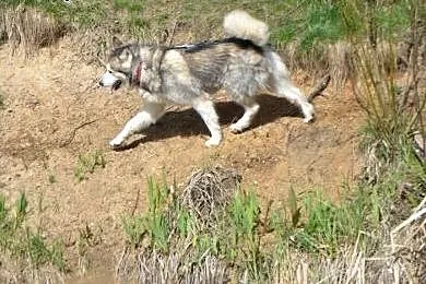 Angelo - piękny pies w typie alaskan malamute szuk
