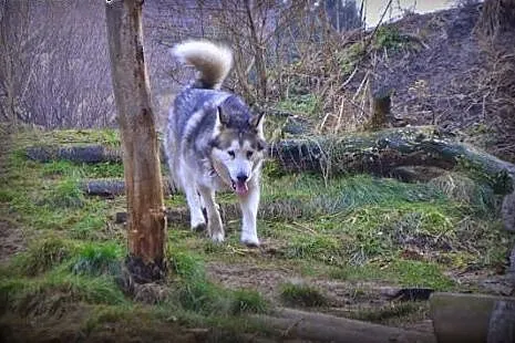 Angelo - piękny pies w typie alaskan malamute szuk