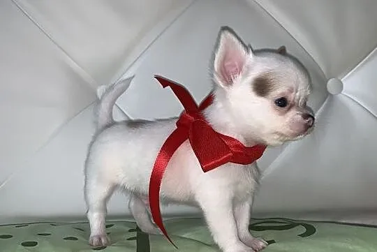 Chihuahua mini, Lublin