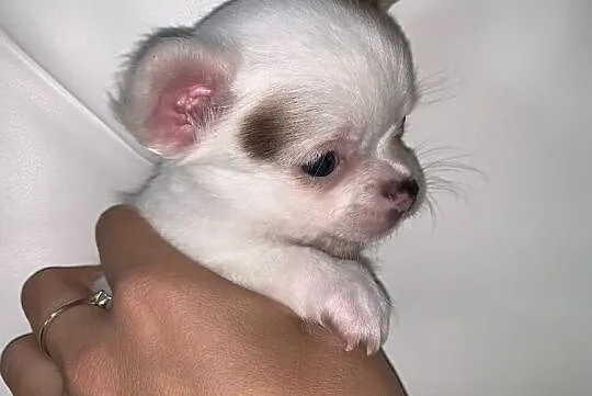 Chihuahua mini, Lublin