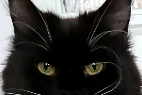 Maine Coon duże linie hodolwa FPL