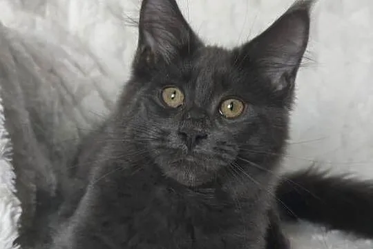 Maine Coon duże linie hodolwa FPL, Łódzkie, Radomsko