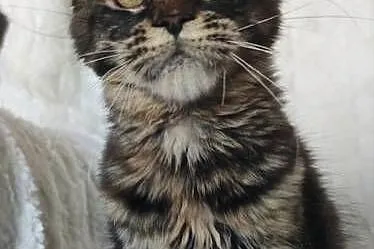 Maine Coon duże linie hodolwa FPL, Łódzkie, Radomsko