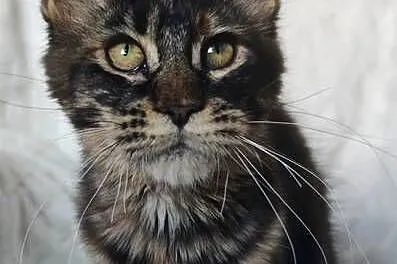 Maine Coon duże linie hodolwa FPL, Łódzkie, Radomsko