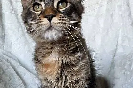 Maine Coon duże linie hodolwa FPL, Łódzkie, Radomsko
