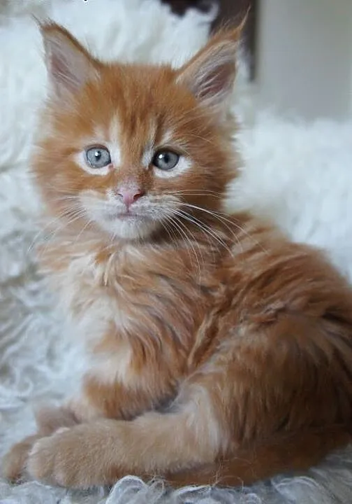 śliczne kocięta MAINE COON, Koty maine coon cała