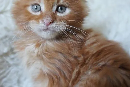 śliczne kocięta MAINE COON,  Koty maine coon cała 