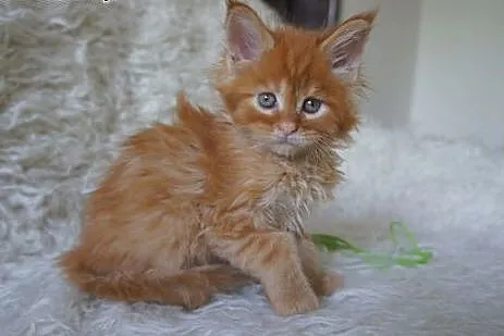 śliczne kocięta MAINE COON,  Koty maine coon cała 