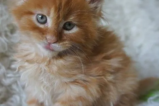 śliczne kocięta MAINE COON,  Koty maine coon cała 