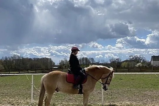 Sprzedam pięknego Haflingera!, Sochocin