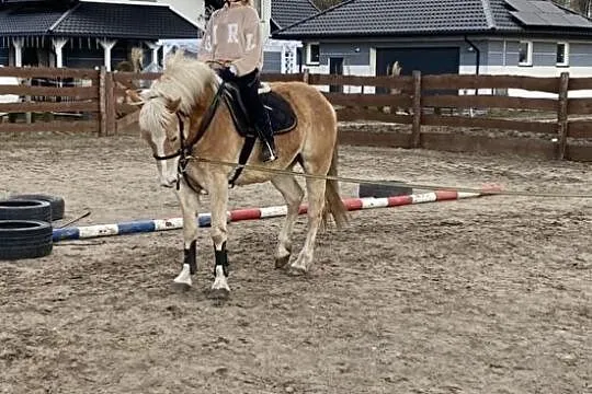 Sprzedam pięknego Haflingera!, Sochocin