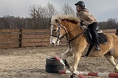 Sprzedam pięknego Haflingera!, Sochocin