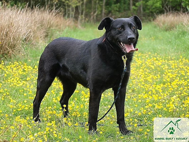 Linda w typie labradora szuka domu