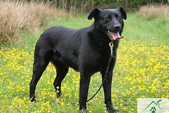 Linda w typie labradora szuka domu