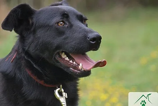 Linda w typie labradora szuka domu