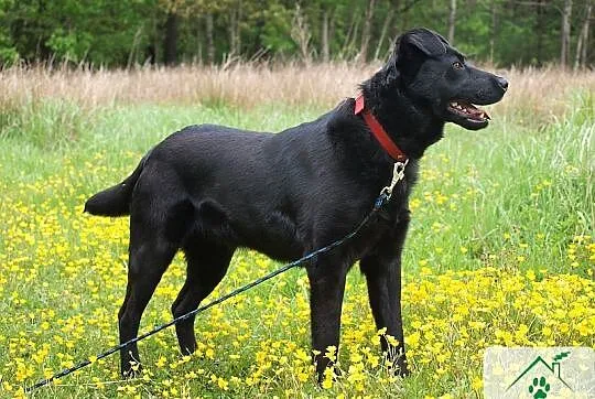 Linda w typie labradora szuka domu