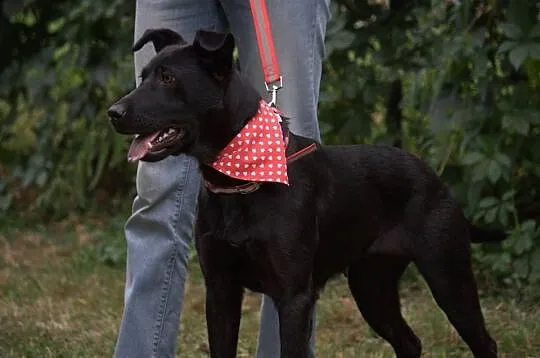 Linda w typie labradora szuka domu