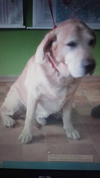 Cudowny biszkoptowy labrador czeka na dom