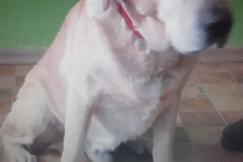 Cudowny biszkoptowy labrador czeka na dom
