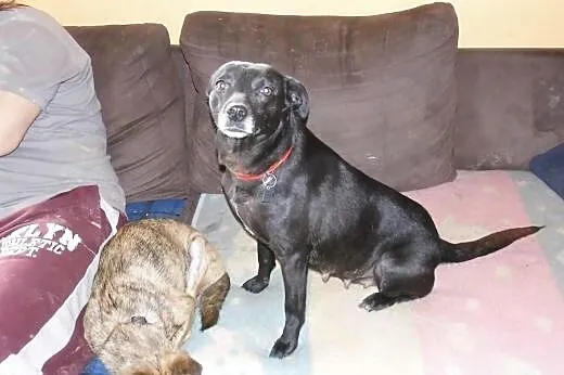 Tina, sunia uratowana,  opolskie Opole