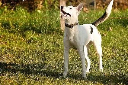 Piękna Coco szuka Ciebie,  Kundelki cała Polska