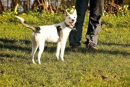 Piękna Coco szuka Ciebie,  Kundelki cała Polska