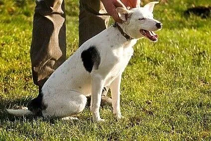 Piękna Coco szuka Ciebie,  Kundelki cała Polska