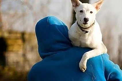 Piękna Coco szuka Ciebie,  Kundelki cała Polska