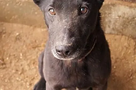 Zorro szuka nowego domu