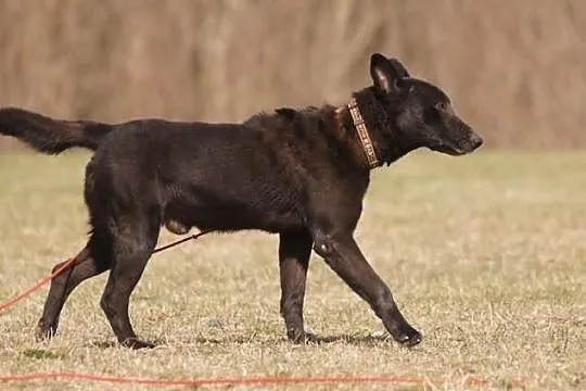 Zorro szuka nowego domu