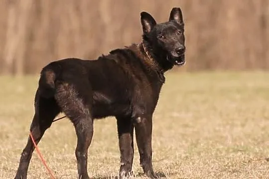 Zorro szuka nowego domu
